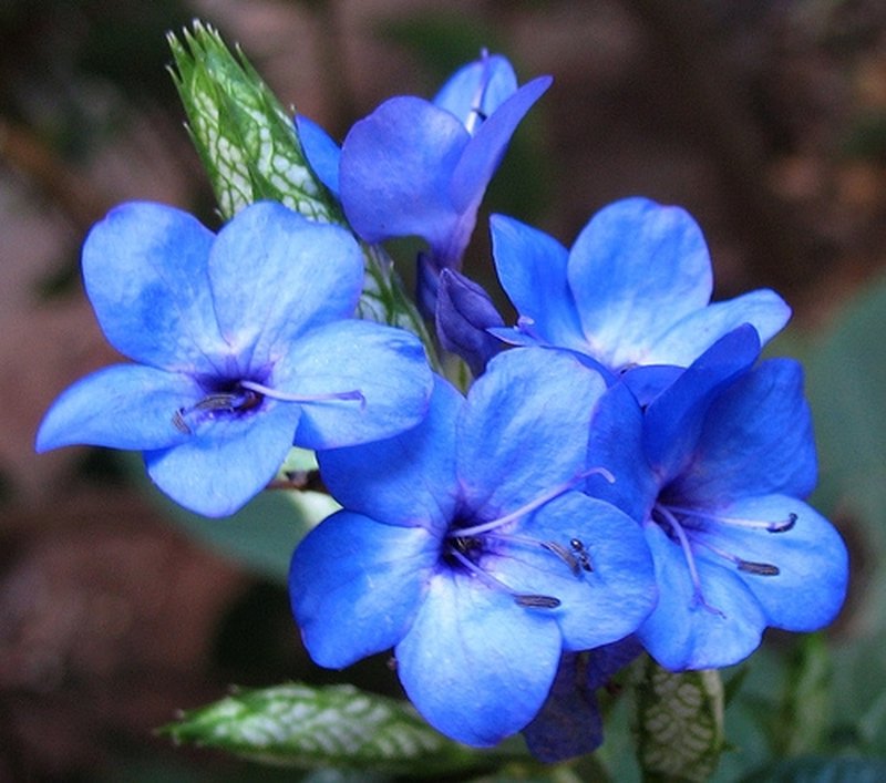 Blue-Sage