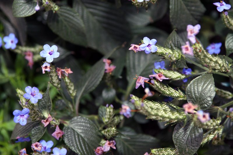 Blue-Sage photo 3