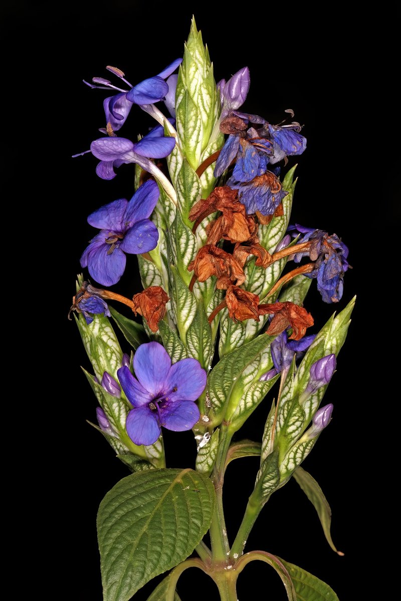 Blue-Sage photo 4