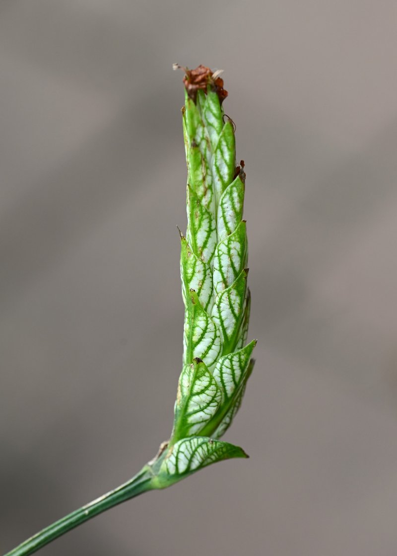 Blue-Sage photo 5