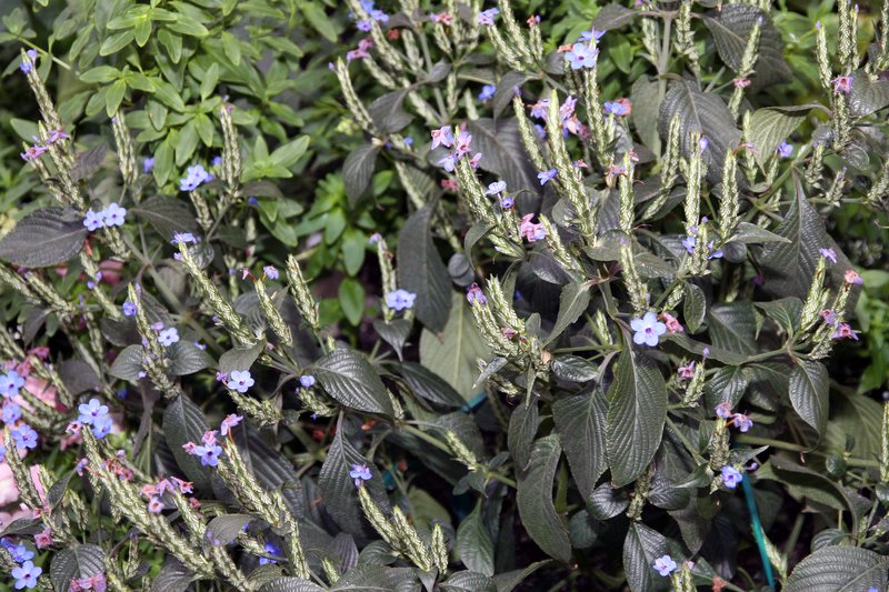 Blue-Sage photo 6