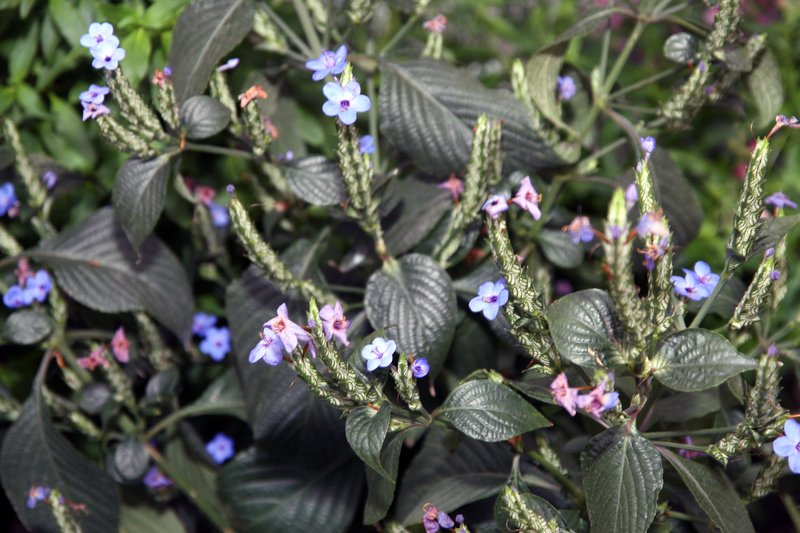 Blue-Sage photo 7