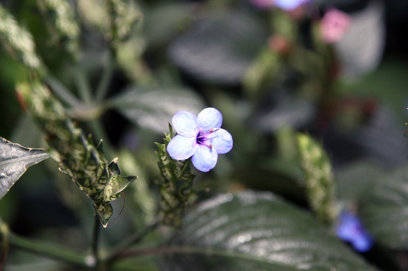 Blue-Sage photo 8