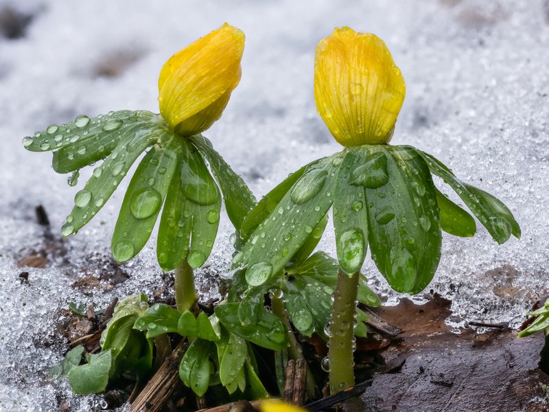 Winter Aconite photo 2
