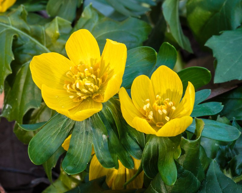 Winter Aconite photo 3