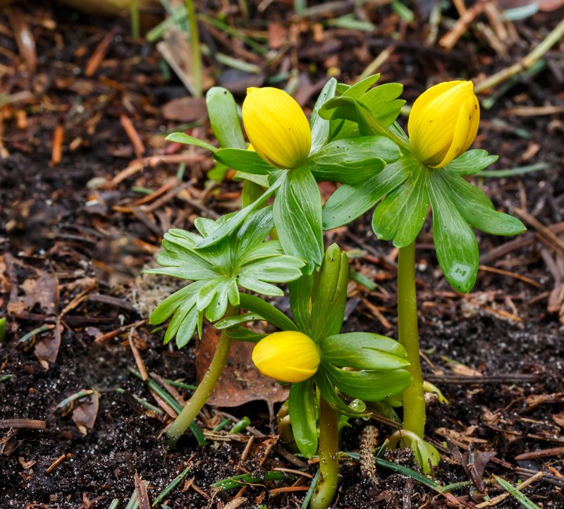 Winter Aconite photo 4