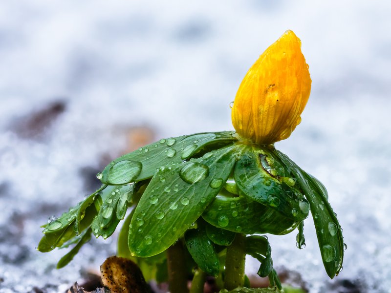 Winter Aconite photo 5