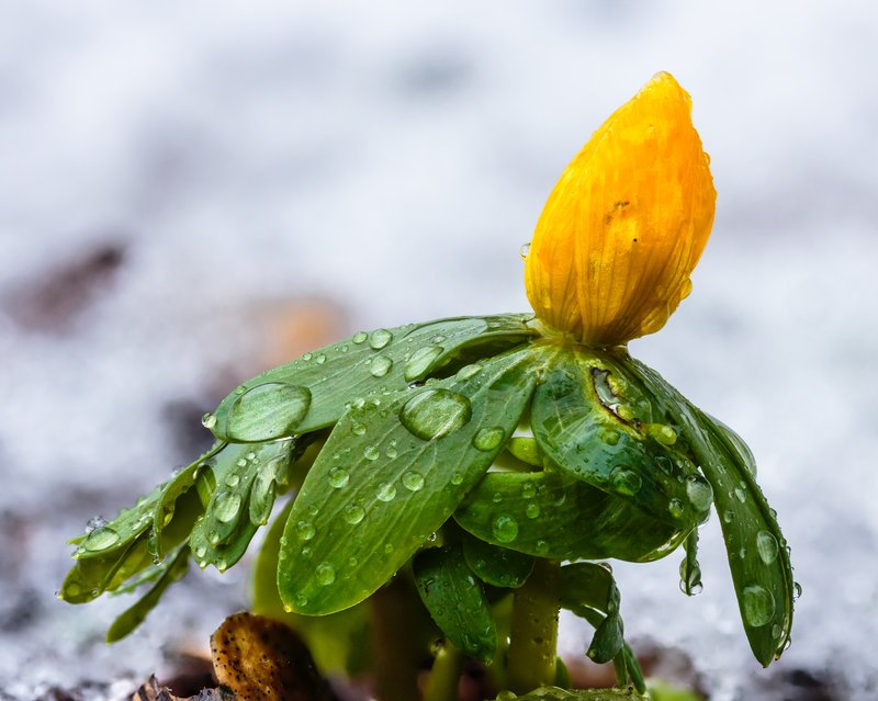 Winter Aconite photo 6