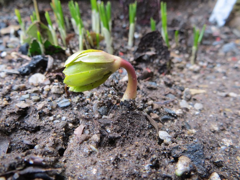 Winter Aconite photo 7