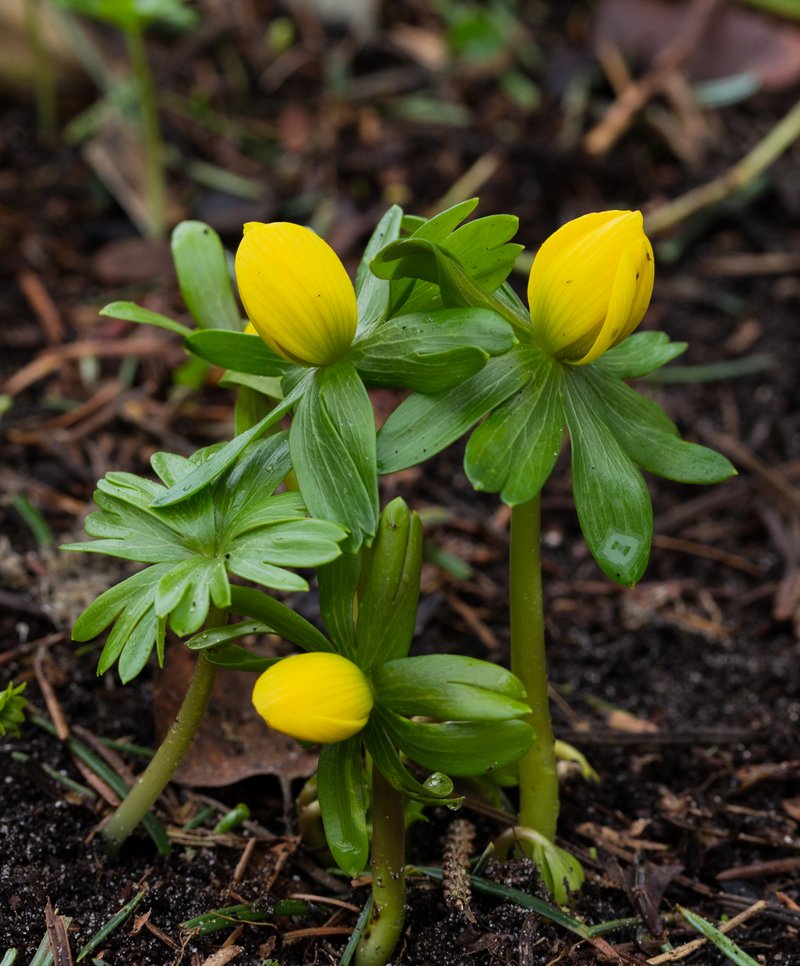Winter Aconite photo 8