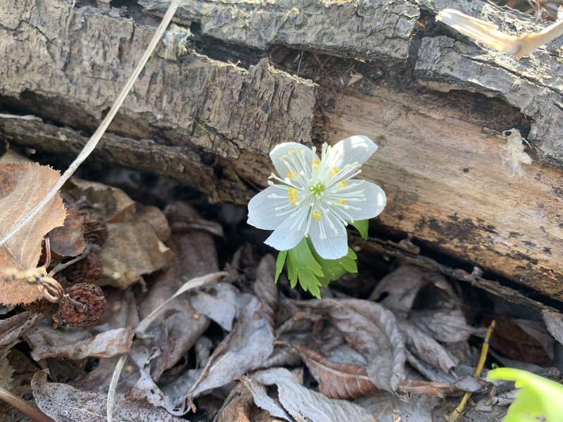 Eranthis tanhoensis