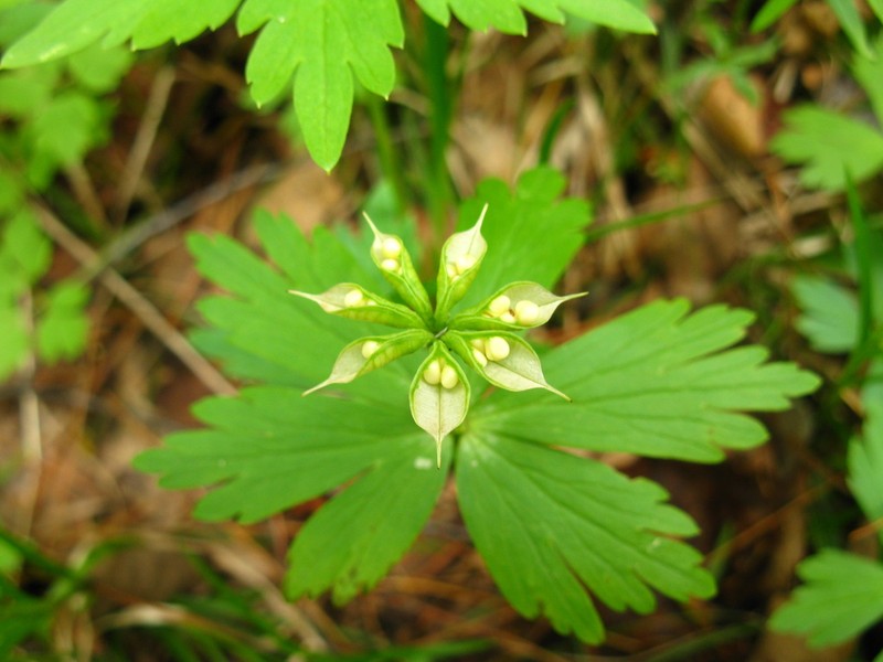 Eranthis tanhoensis photo 3
