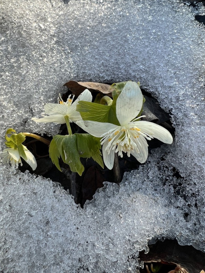 Eranthis tanhoensis photo 4