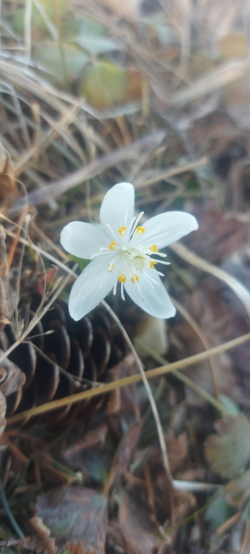 Eranthis tanhoensis photo 5
