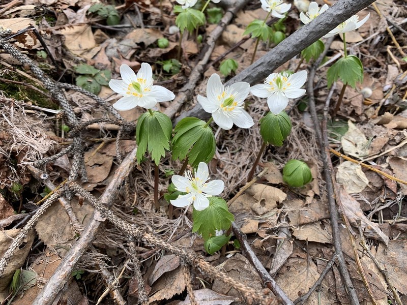 Eranthis tanhoensis photo 6