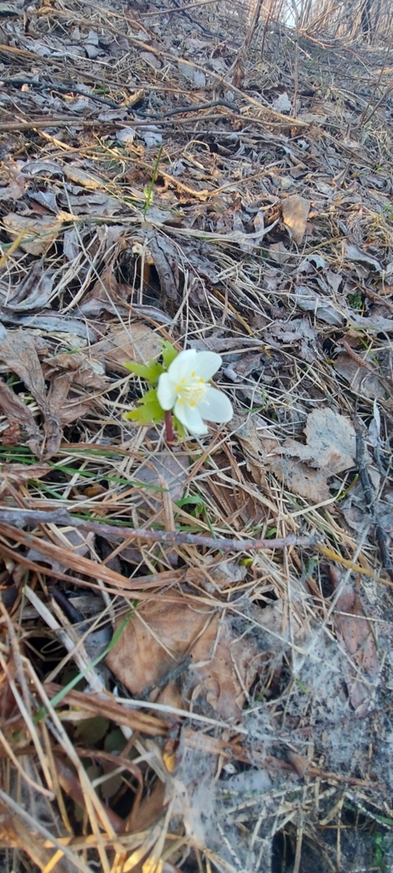 Eranthis tanhoensis photo 7