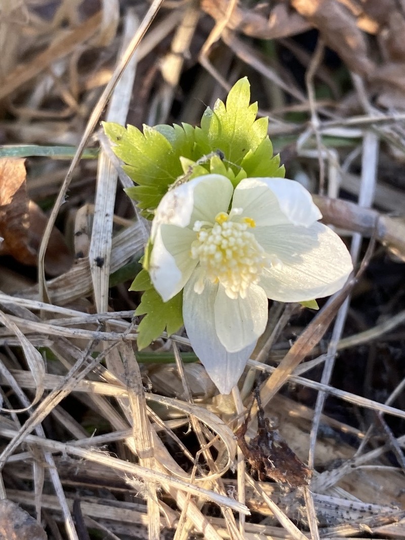 Eranthis tanhoensis photo 8
