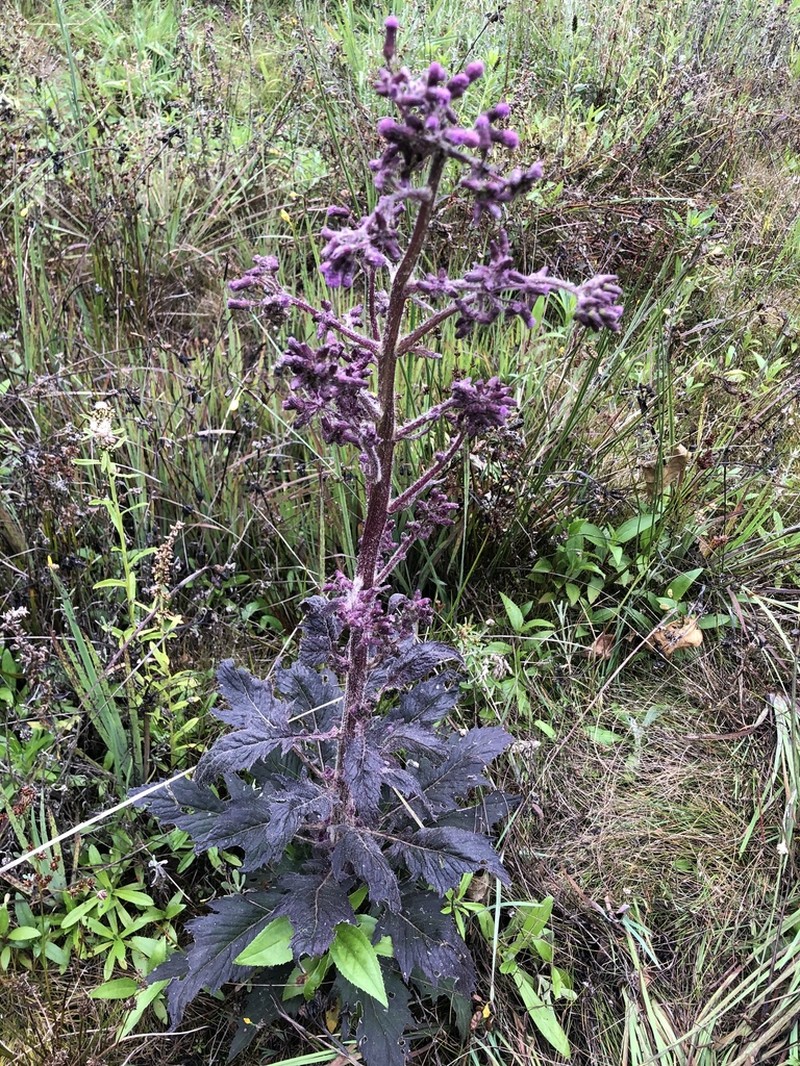 Erechtites albiflorus