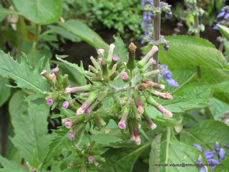 Erechtites albiflorus photo 2
