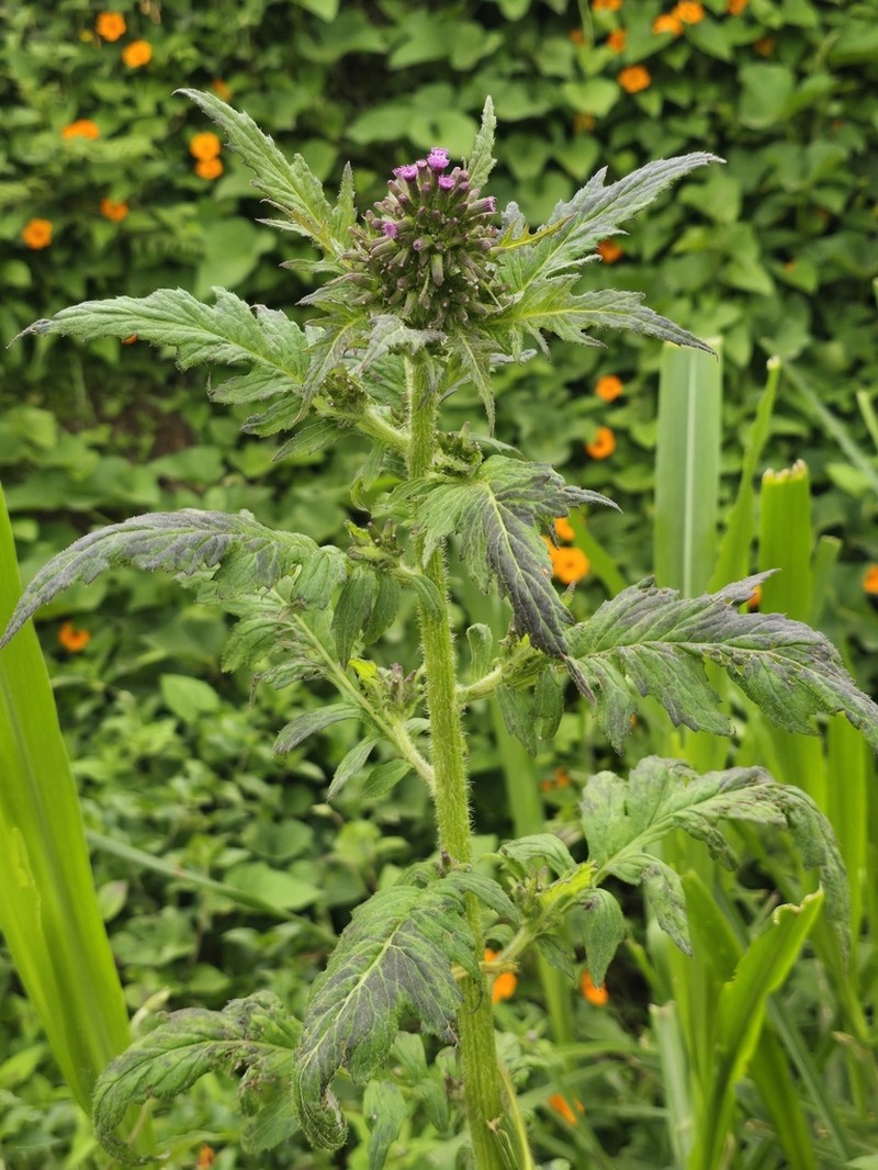 Erechtites albiflorus photo 6