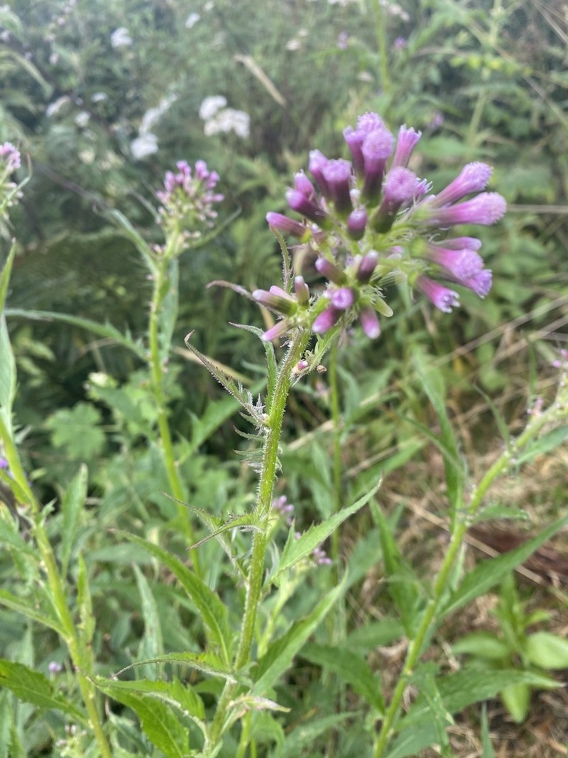 Erechtites albiflorus photo 8