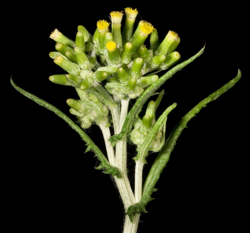 Cutleaf Burnweed photo 3