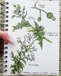 American Burnweed