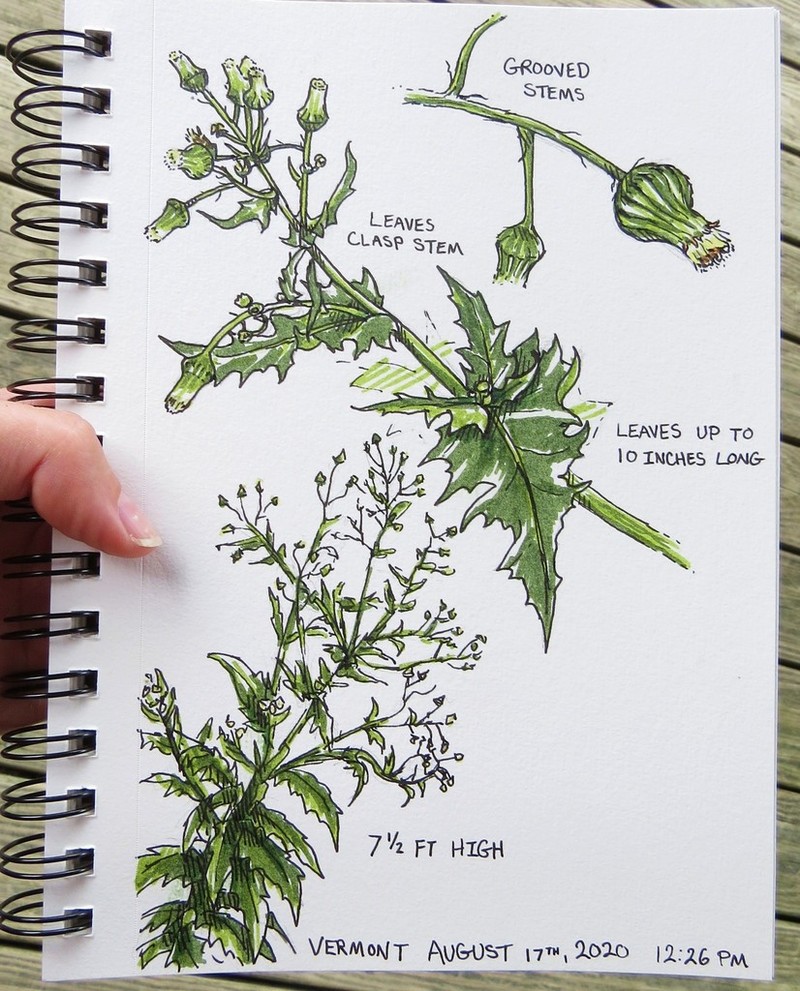 American Burnweed