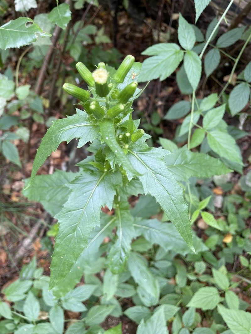 American Burnweed photo 3