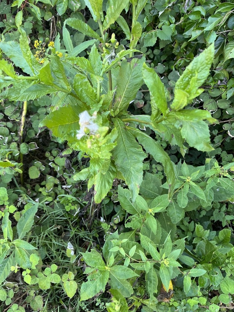 American Burnweed photo 4
