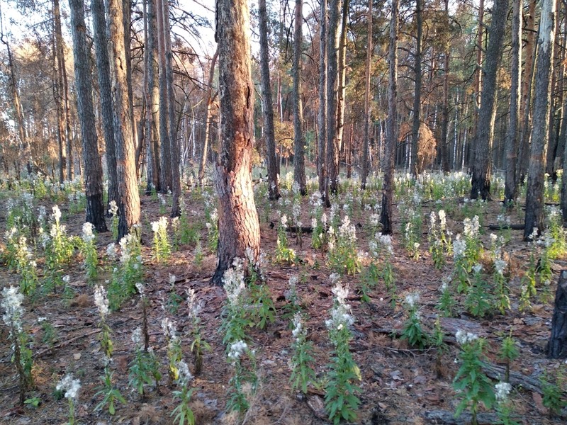 American Burnweed photo 5
