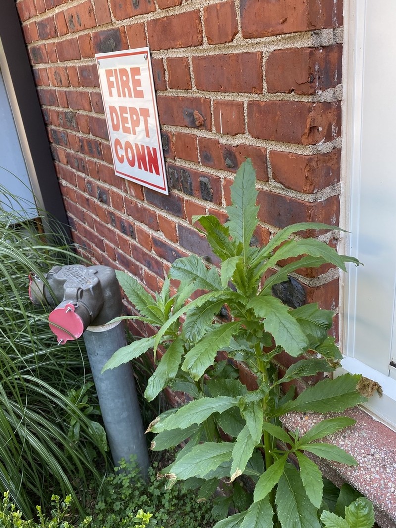 American Burnweed photo 6
