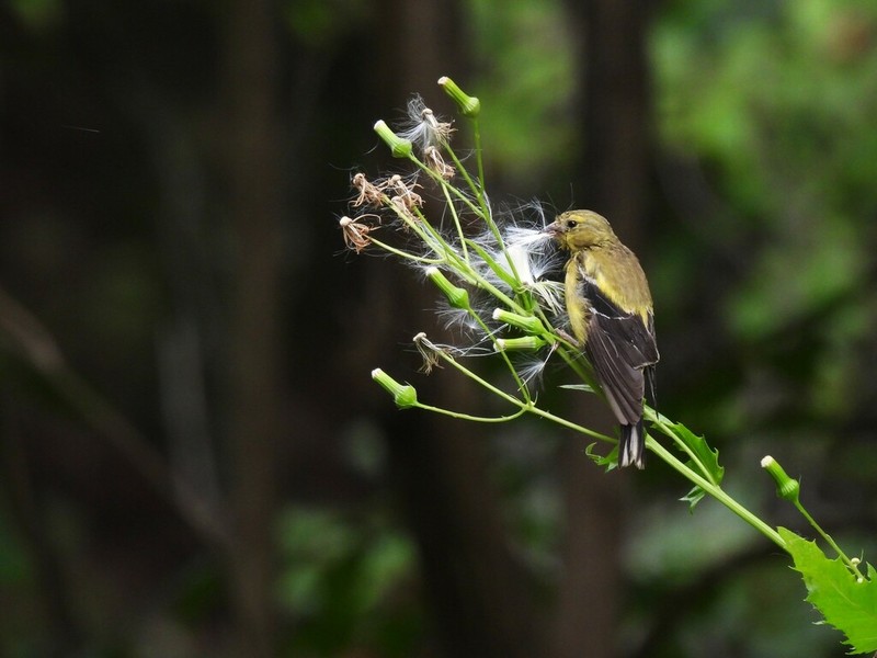 American Burnweed photo 7