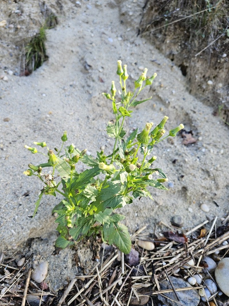American Burnweed photo 8