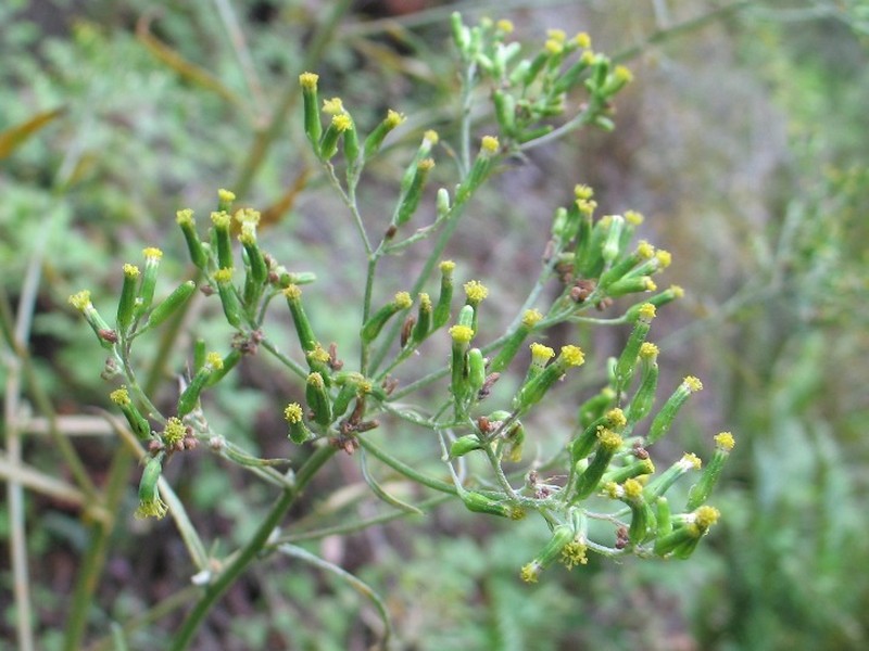 Coastal Burnweed