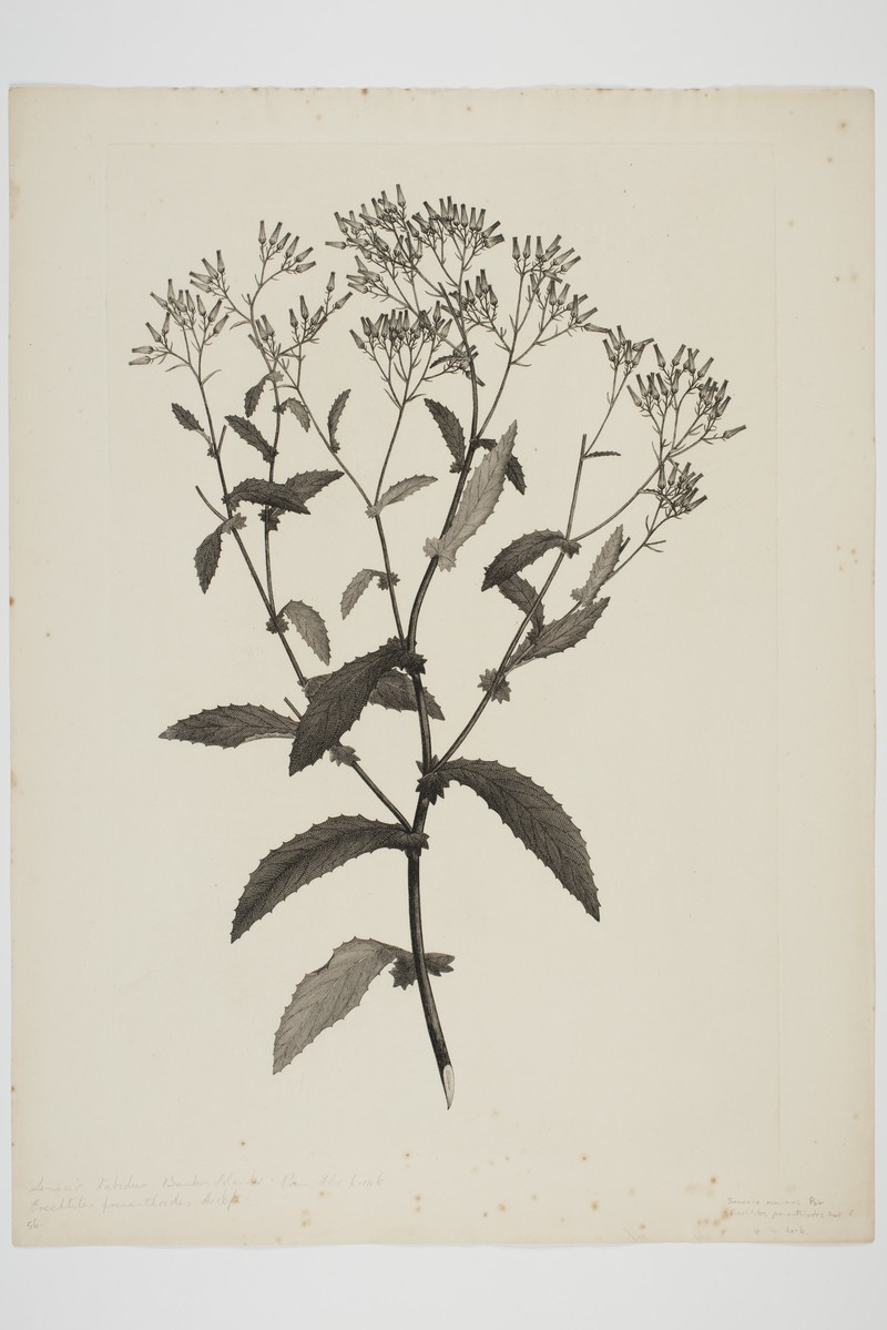 Coastal Burnweed photo 2
