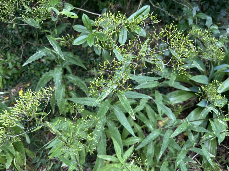 Coastal Burnweed photo 4