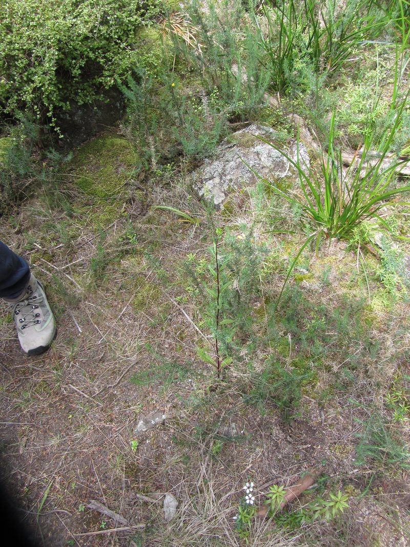 Coastal Burnweed photo 5