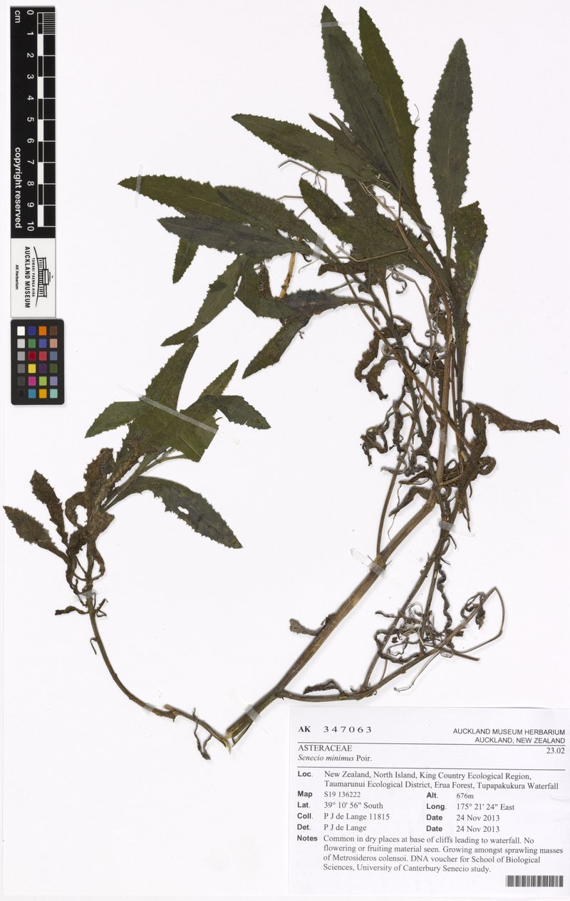 Coastal Burnweed photo 6