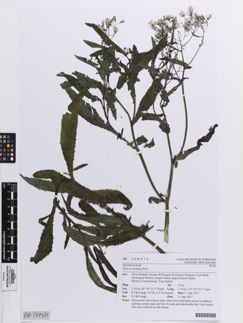 Coastal Burnweed photo 7