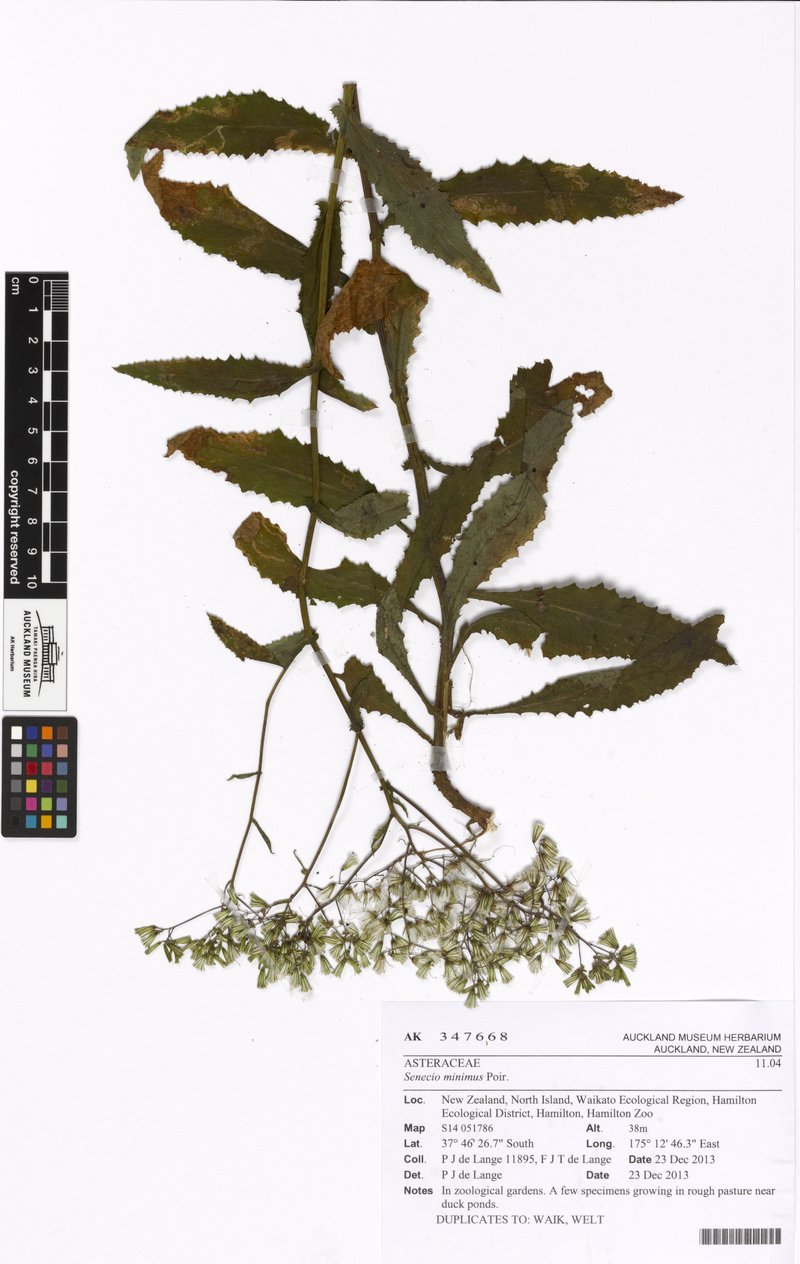 Coastal Burnweed photo 8