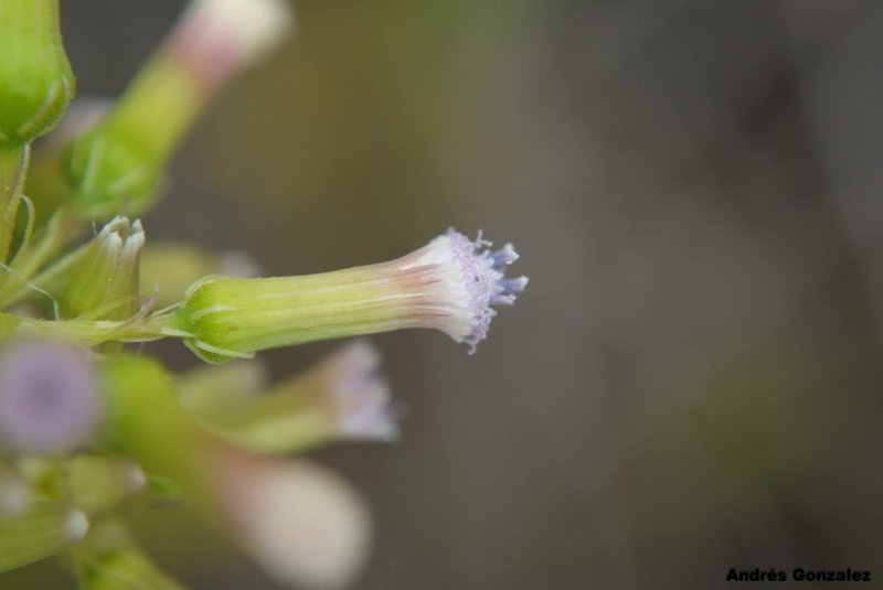 Tropical Burnweed photo 2