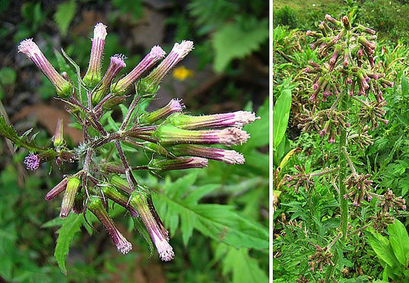 Tropical Burnweed photo 3