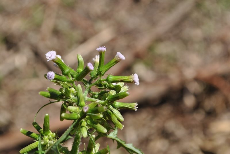 Tropical Burnweed photo 4