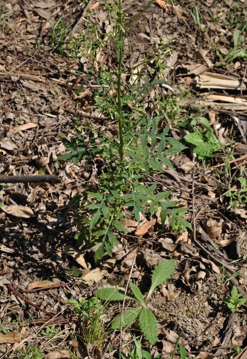 Tropical Burnweed photo 5