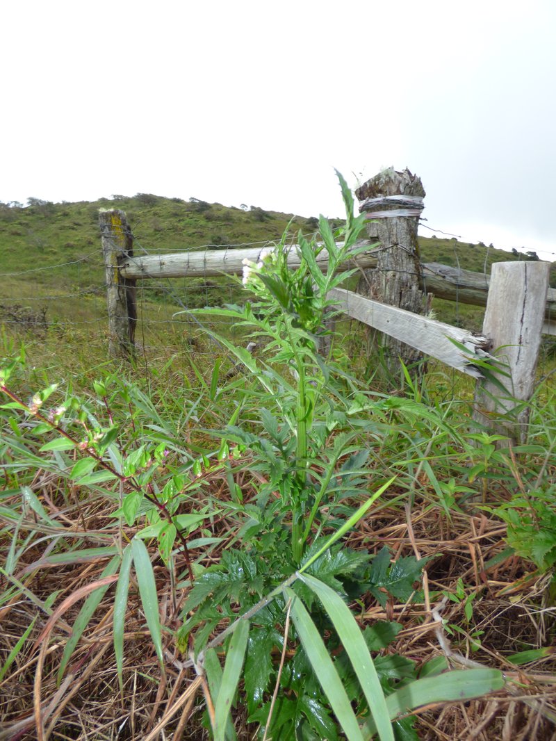 Tropical Burnweed photo 6
