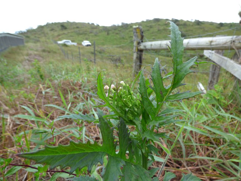Tropical Burnweed photo 7
