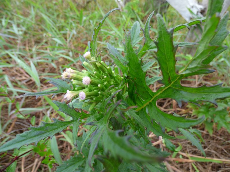 Tropical Burnweed photo 8