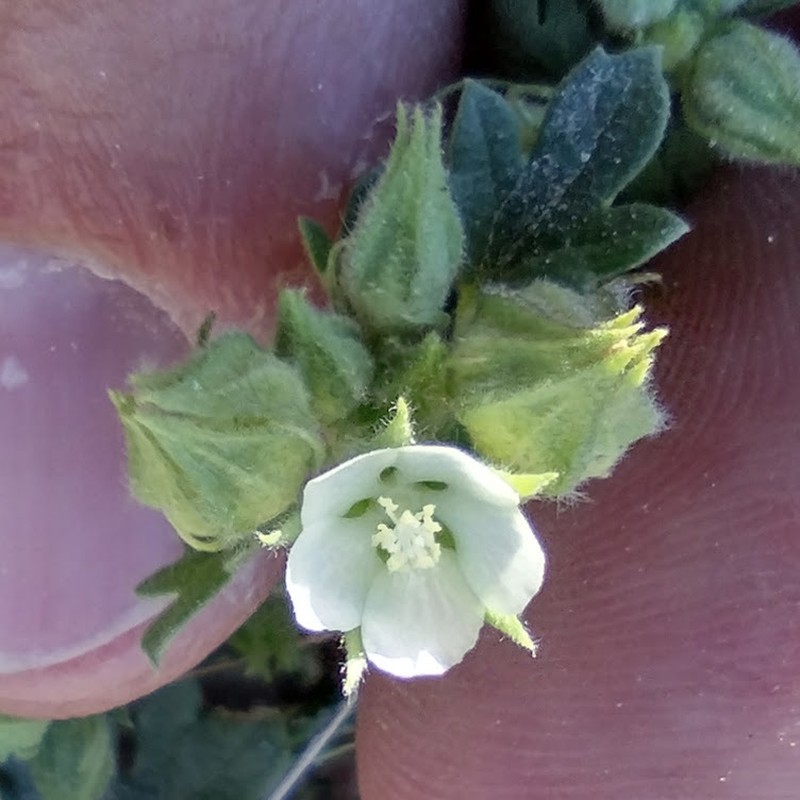 White Mallow