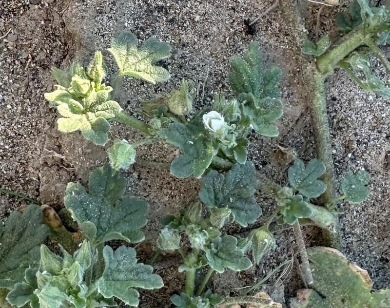 White Mallow photo 2